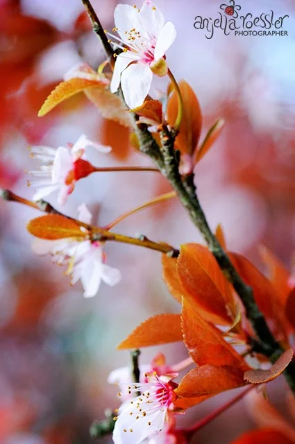 Cherry Blossom. Nikon D300 with Tamron 90mm macro lens. ISO 800 1/125 @f11