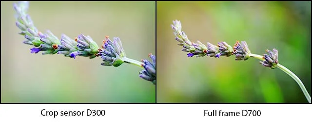 Comparison showing the same subject photographed from the same distance but one with a crop sensor and the other full frame. Both images uncropped. I like that crop sensor cameras make you feel like you're getting that bit closer. All other images on here taken with the D300 because I wanted maximum closeup straight out of camera as I prefer to get my composition as right as possible in camera and so I feel the crop-sensor D300 allows me to get that right for these types of images.