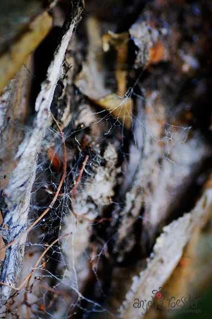 Spiderweb in log. Nikon D300 with Tamron 90mm macro. ISO400 1/160 @f4.5