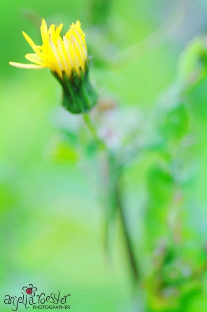 Lots of green and perfect exposure from metering the green. Nikon D300 with Tamron 90mm macro. ISO 400 1/160 @f4.5