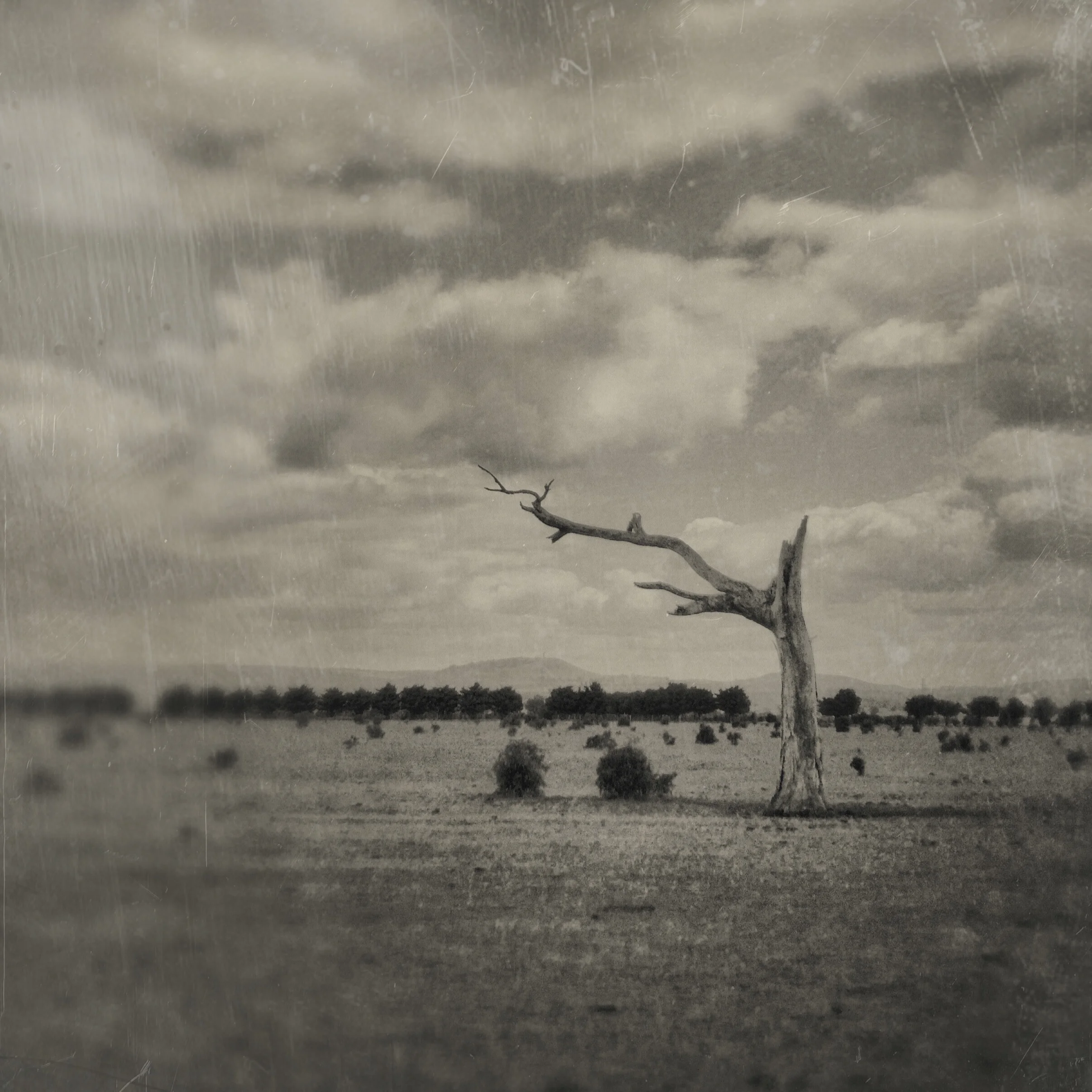 Lone tree. Photographed on a back road heading towards Steiglitz, Victoria.