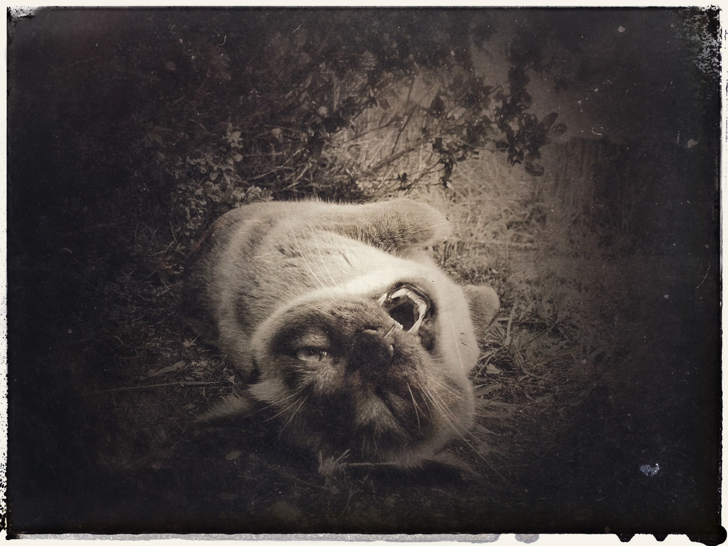 Neighbour's psycho cat. There may still be a few more cat photos to come...sorry lol!