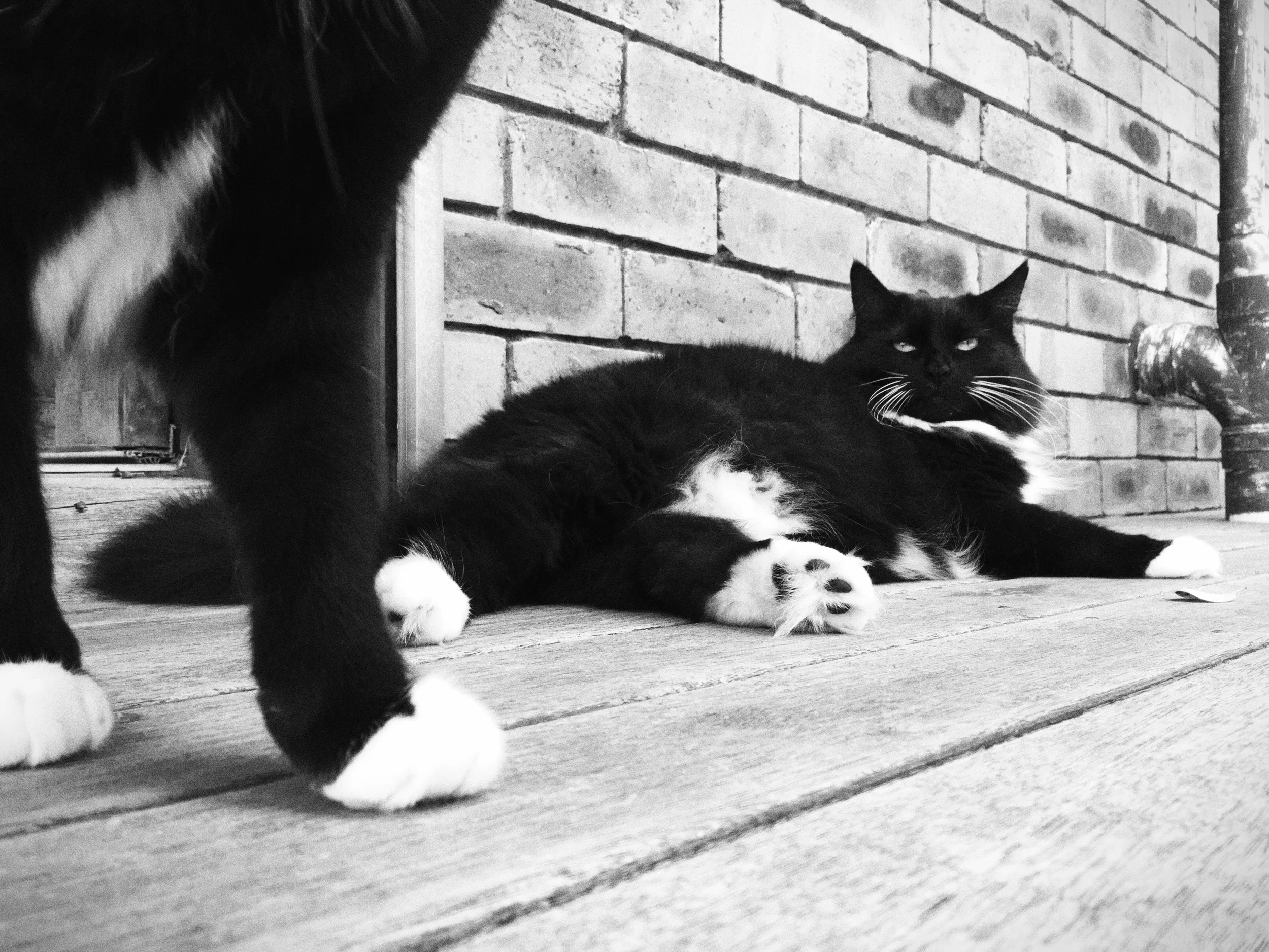 Jezebel and MiniKitty (legs). This is the end of cat photos for at least a week ;D