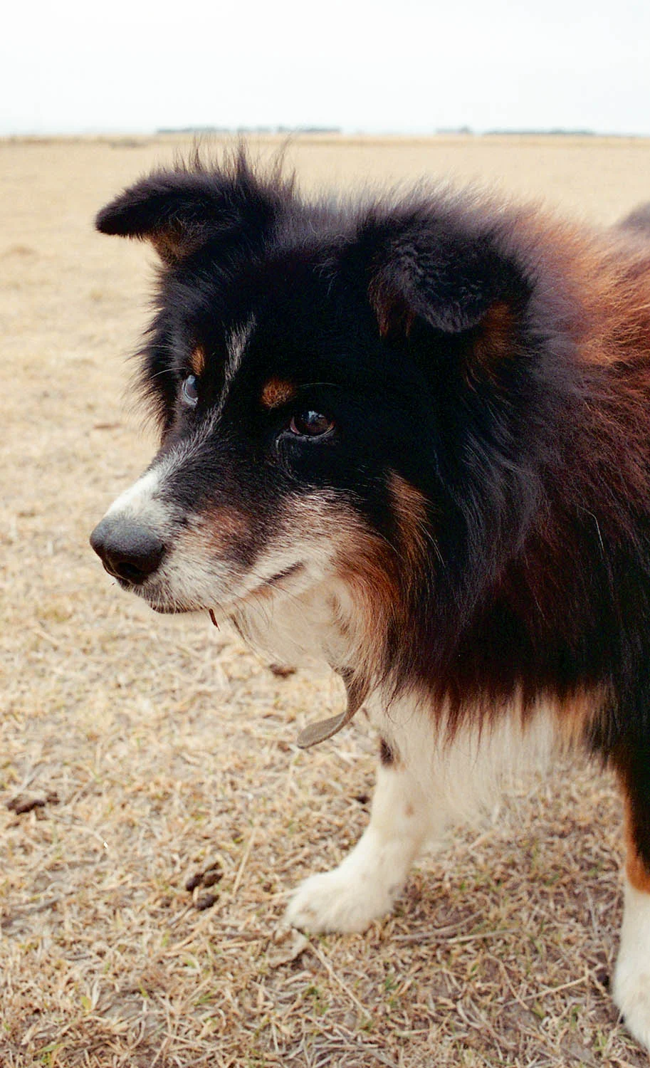 20 year old farm dog! Soooo cute! I threw a stick...he brought back a lump of poo! O_o