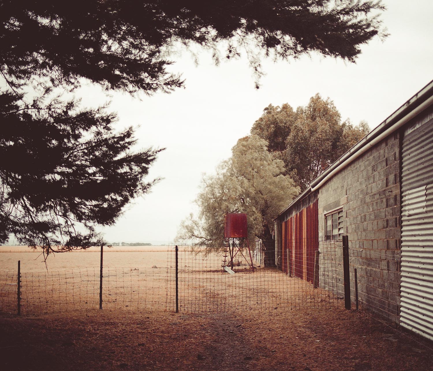 I captured this same image digitally on the Nikon D750, using Cinestill 50D on the F100, and on the Minolta and the Minolta was my favourite result.