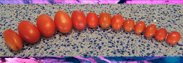 My beloved artfully arranges deck tomatoes on our new island. “Volunteer” plants provide free food. 