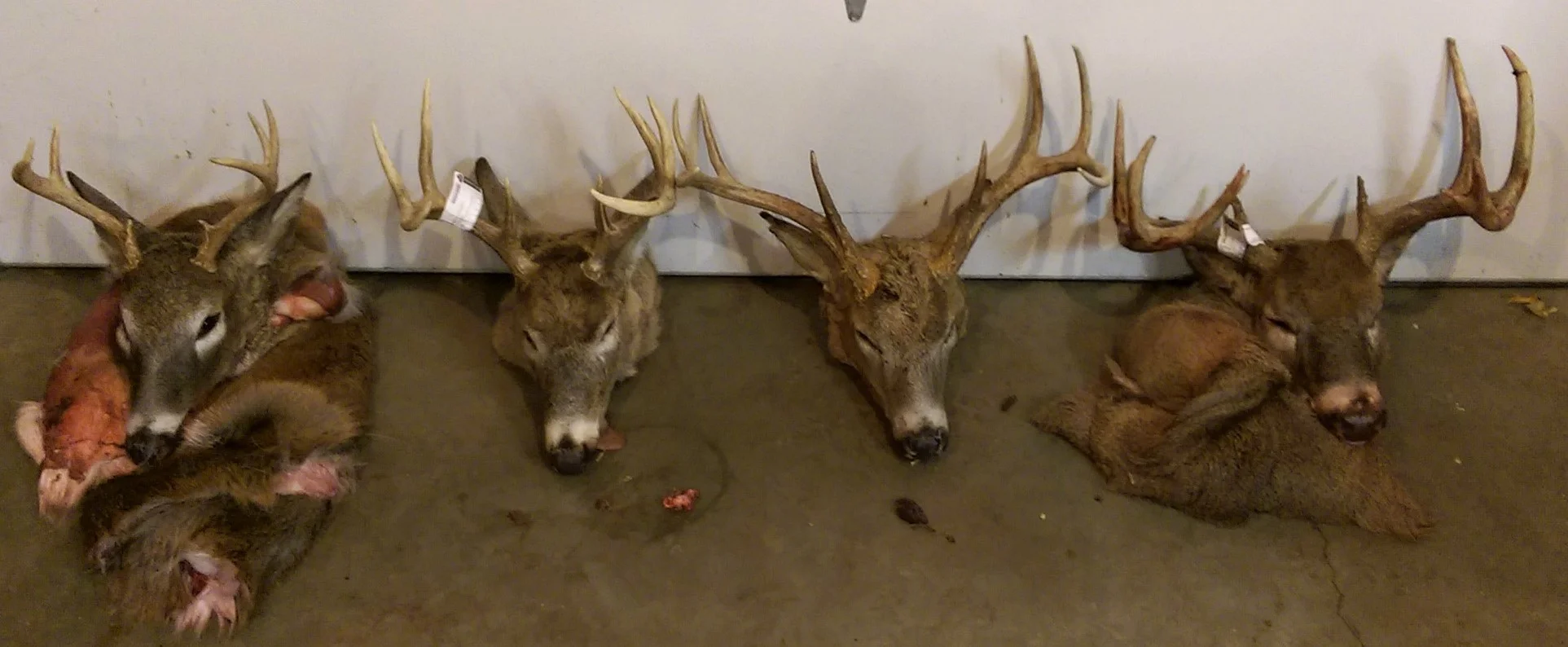 The headgear of four whitetail bucks taken by Joe's two brothers, his father, and him in rural Peoria County, IL. (Buck age and antler points from L-R) 2.5 year old 6 point, 3.5 year old 8 point, 4.5 year old 8 point, and 5.5 year old 11 point.