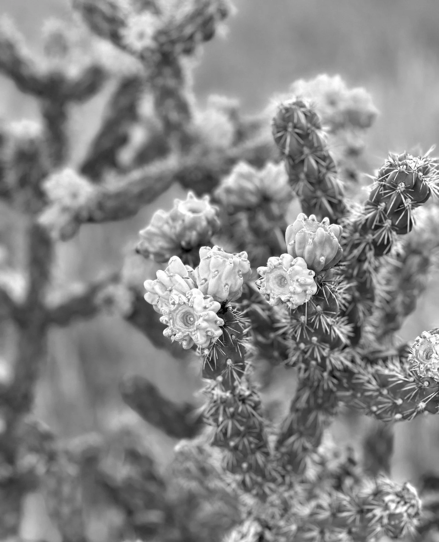 Now that winter is here, I welcome the slowing down.⁠

I reflect on memories made, art created, and the quiet moments that shaped the year before.⁠
⁠
This season invites me to listen closely and consider the direction of the year ahead. 💫⁠
⁠
#NewMex