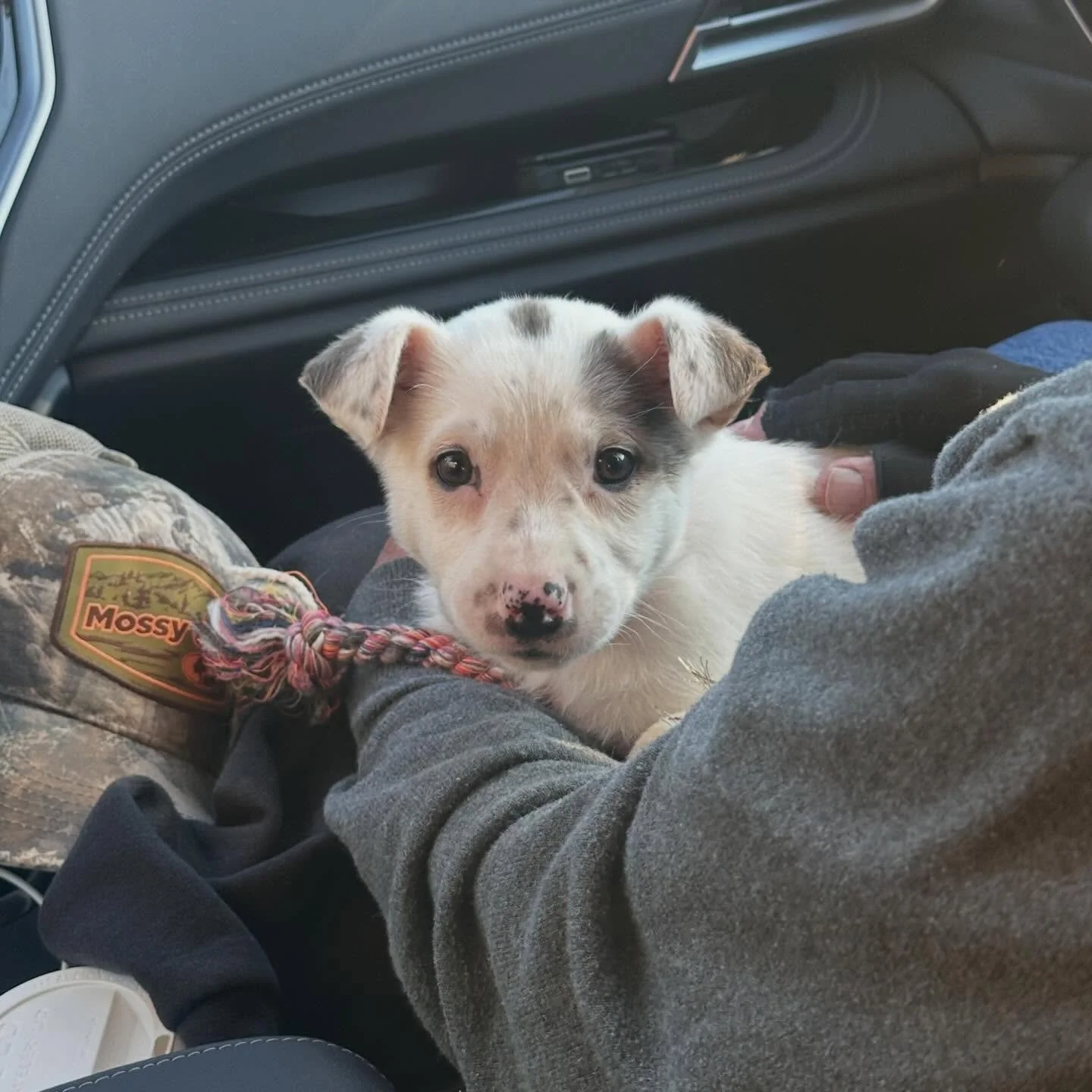 Molly. 🥰 @espanolahumane #adoptdontshop❤️