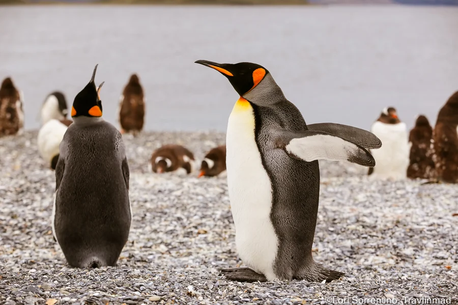 Where to See Penguins in Patagonia on Isla Martillo, Argentina