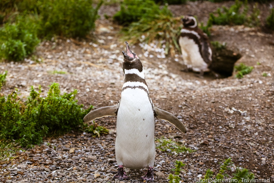 Penguins in Patagonia, Isla Martillo, Ushuaia