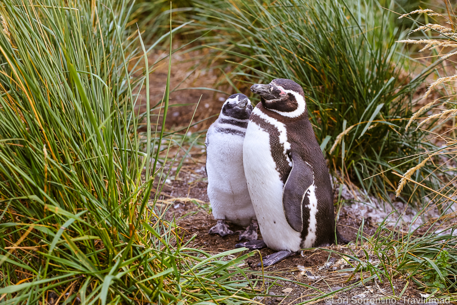 Magellanic Penguins, Ushuaia, Argentina