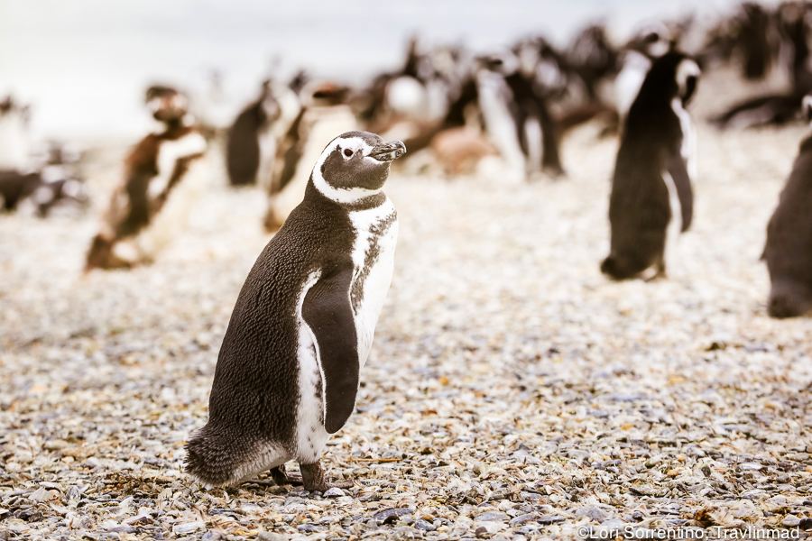 Where to See Penguins in Patagonia on Isla Martillo, Argentina