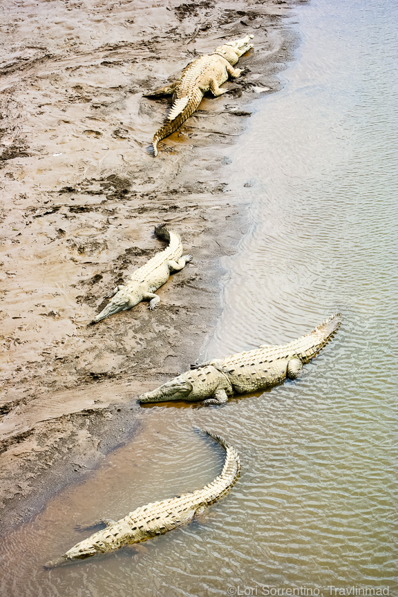 It's hard to imagine the enormity of these giant crocodiles! I took this pic with a zoom lens from the bridge above Rio Tarcoles, a few hundred yards away!
