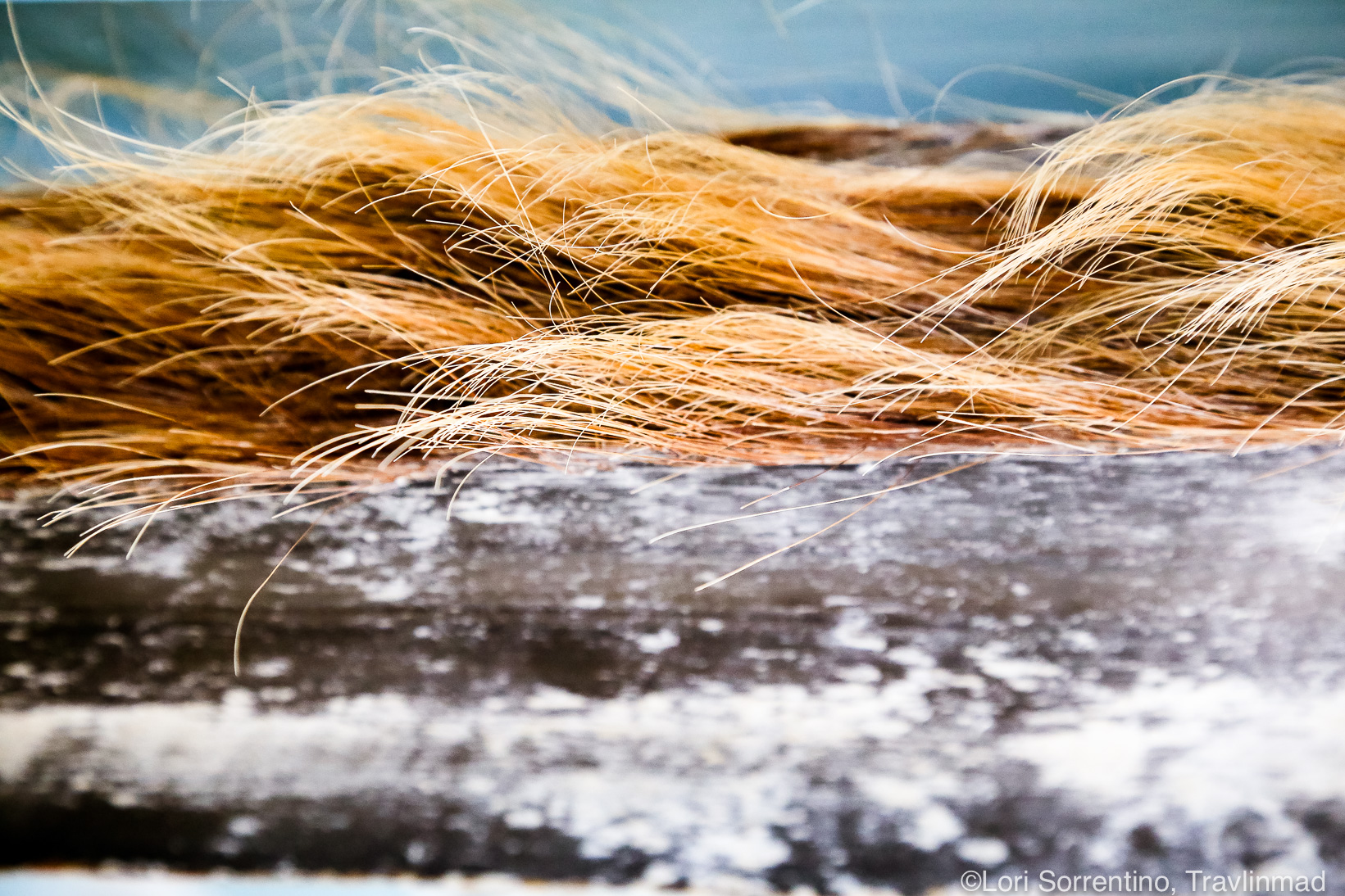 Blue whale baleen, Ushuaia