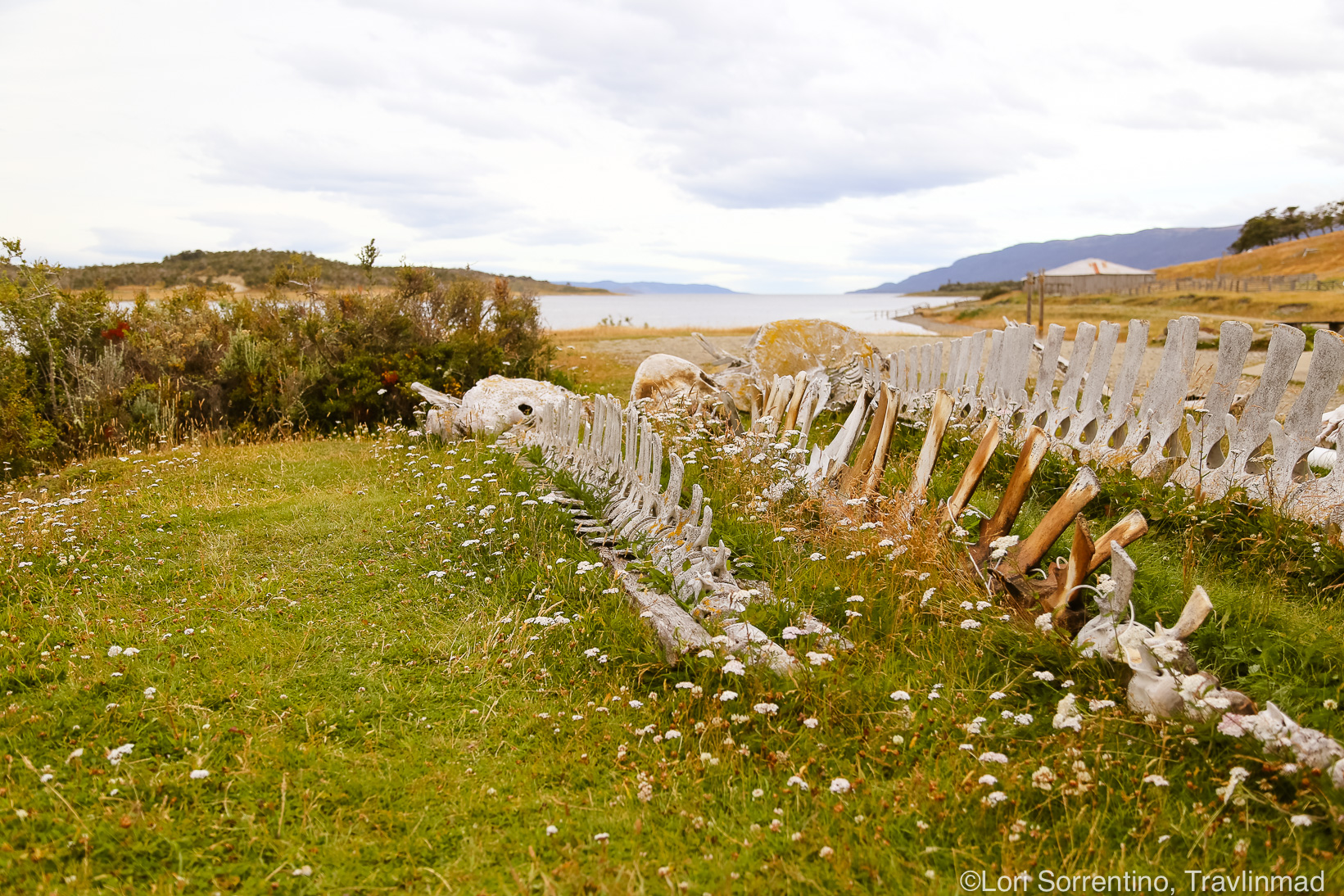 Blue Whale carcasses, Museo Acatushun