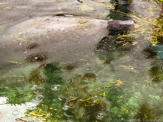 Baby manatee at the Crystal Blue Lagoon, Crystal River, FL