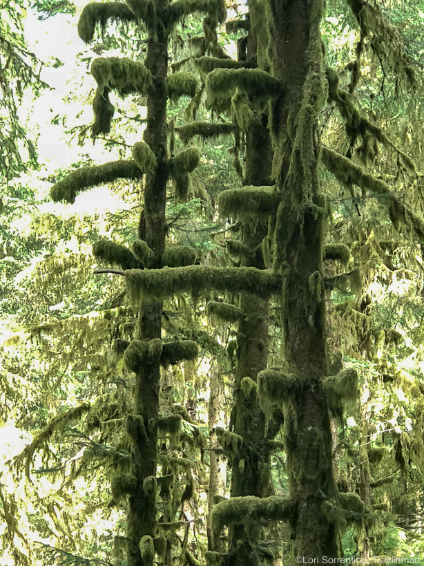 Sitka spruce trees in Ecola State Park, Cannon Beach, Oregon