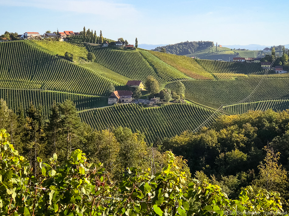 Vineyards, Südsteiermark, Austria