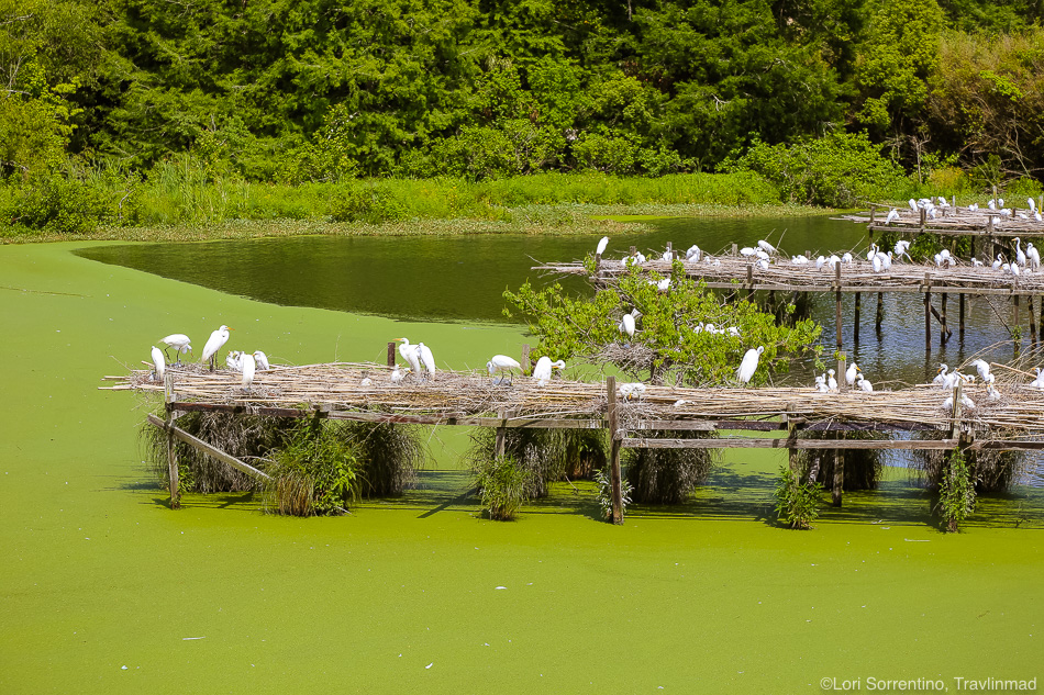 Bird Island, Avery Island, Lafayette, Louisiana