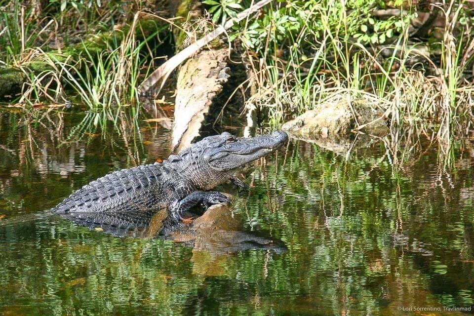 Homosassa Springs Wildlife State Park The Wild Side of Florida’s Nature Coast — Travlinmad Slow