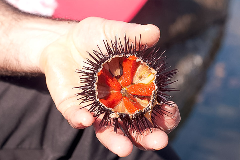 Sea urchin, Sardinia, Italy