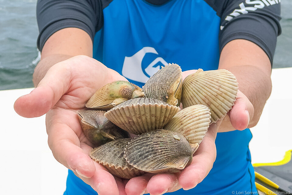 Sea-to-Table Scalloping: Step 1 - Dive for your dinner! 