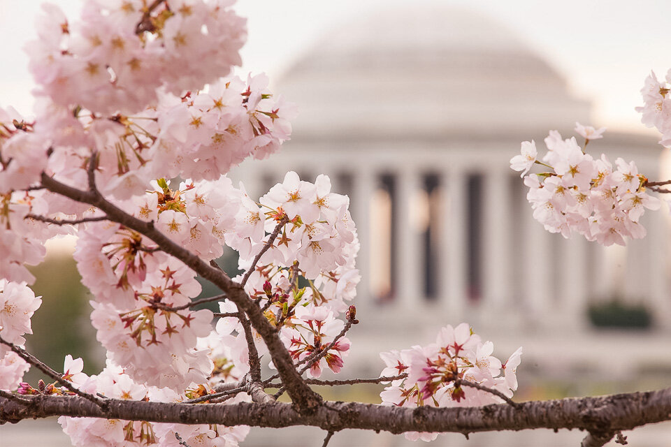 Cheery blossoms adorn the Washington Mall in Spring