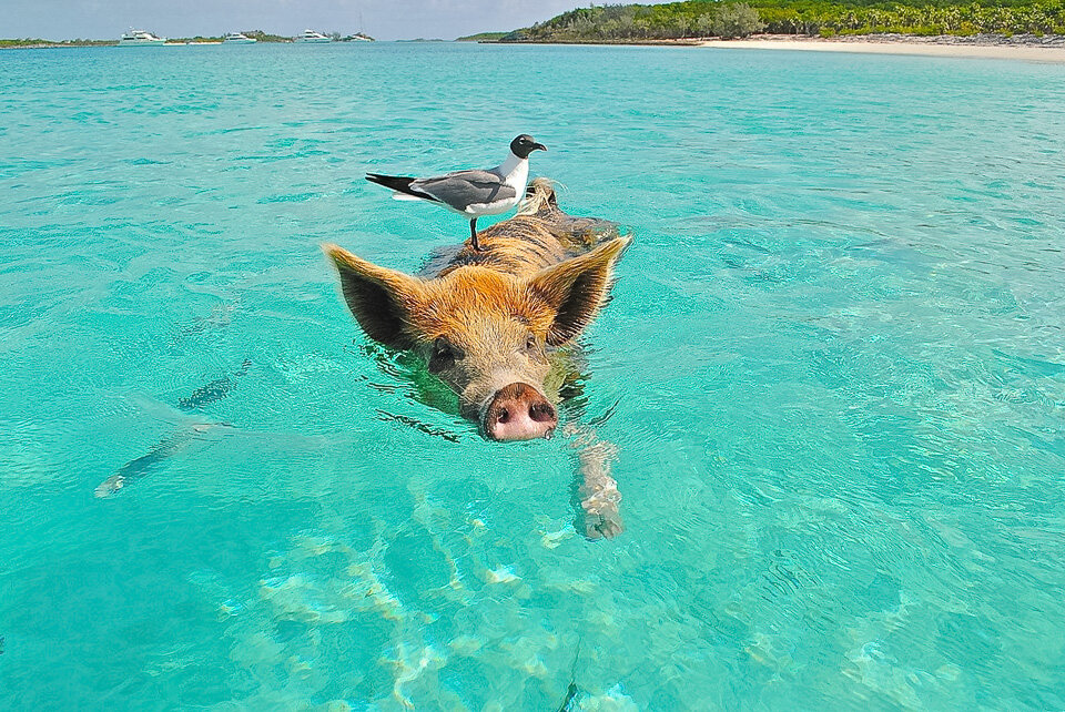 Swimming with pigs in the Bahamas, one of the best weekend getaways on the East Coast
