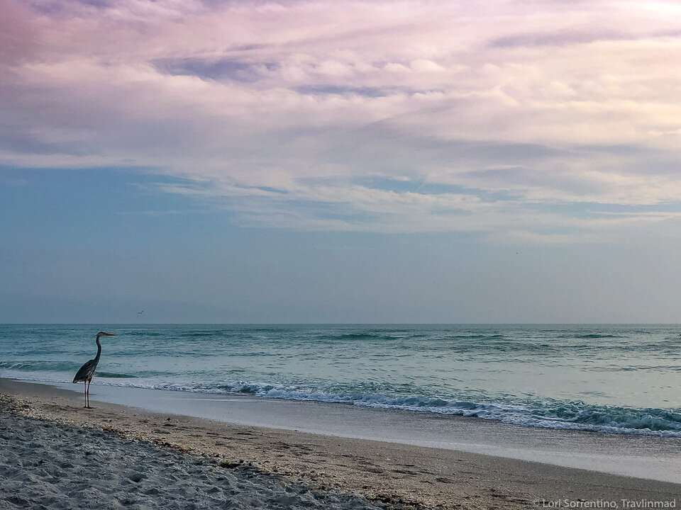 Meet the locals on Sanibel Island, florida