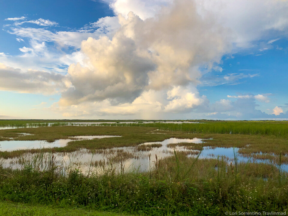 The beginning of the Florida Everglades