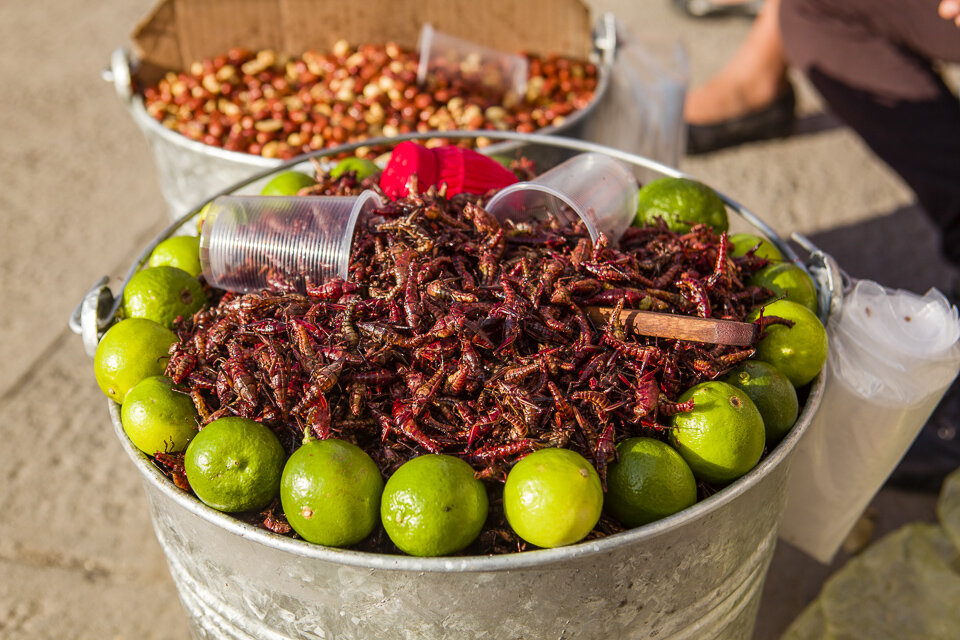 Would you try chapulines?