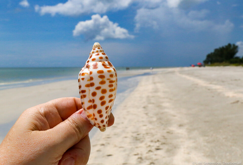 Sanibel Island Shelling: A Local's Guide to Finding the Best Shells —  Travlinmad Slow Travel Blog