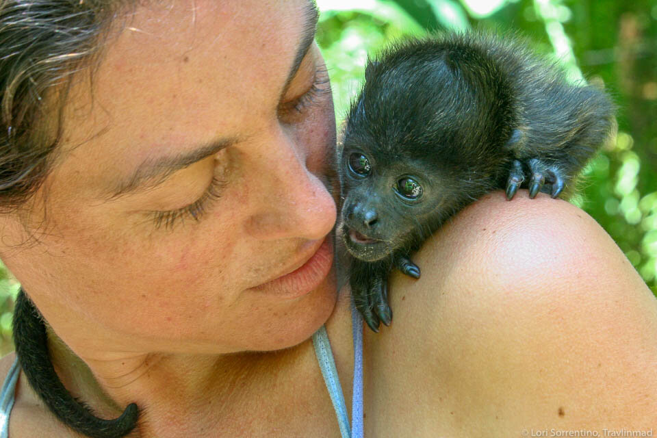 All About Monkeys in Costa Rica (Turn Up the Volume!) — Travlinmad Slow  Travel Blog
