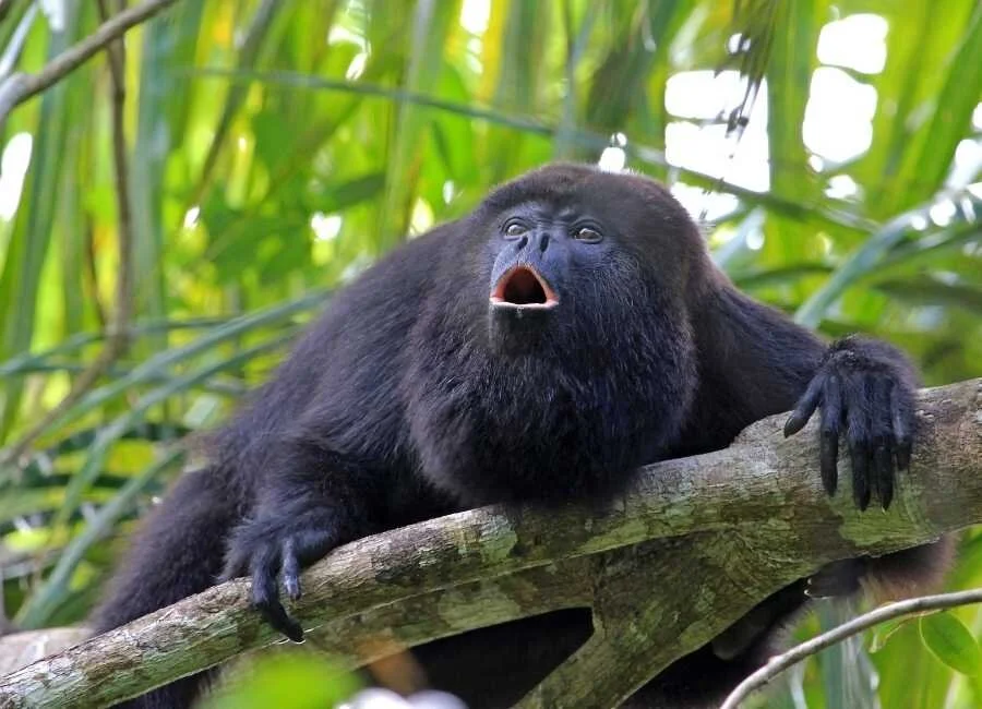 All About Monkeys in Costa Rica (Turn Up the Volume!) — Travlinmad Slow