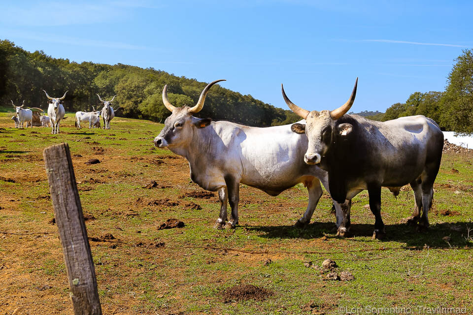 Maremmana, the longhorn cattle found in Tuscany’s Maremma region