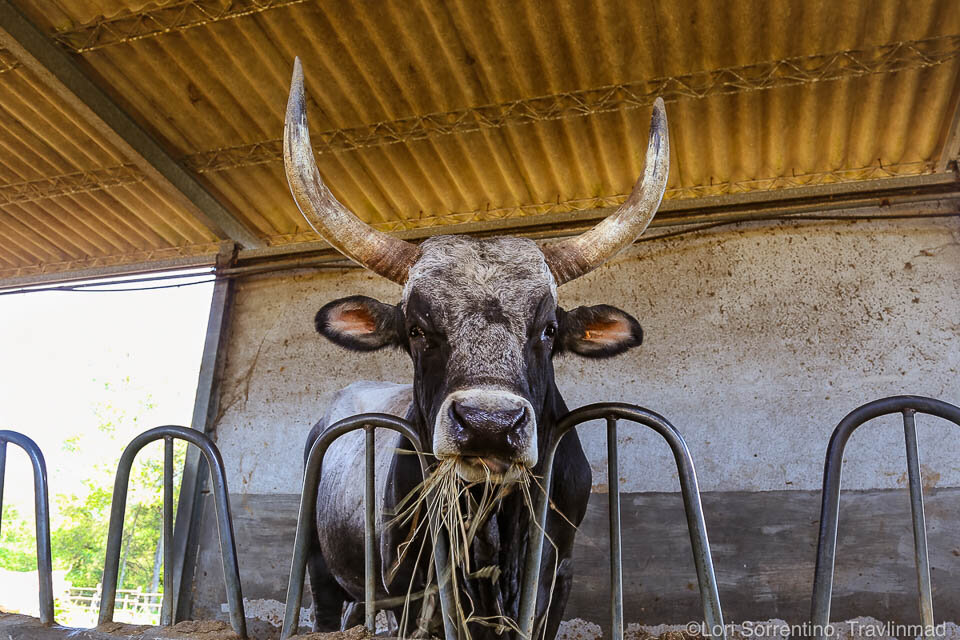 Maremmana cow, Maremma Tuscany