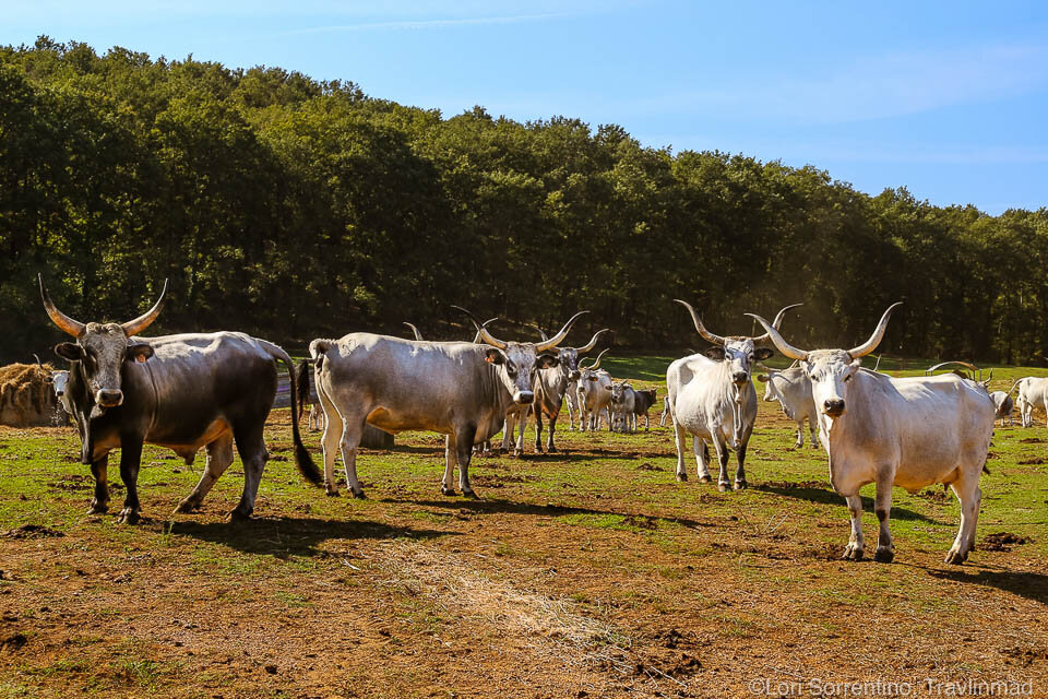 herd of Maremmana cows, Tuscany