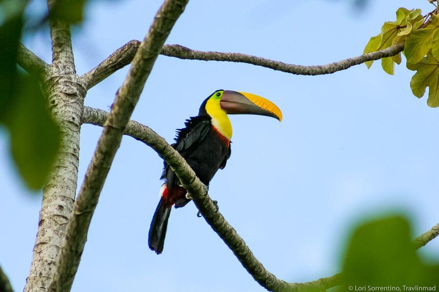 Costa Rica Wildlife: Where to See These 19 Animals in the Wild — Travlinmad  Slow Travel Blog