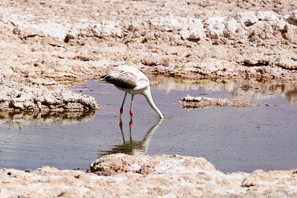Chilean flamingo, Atacama desert, Chile