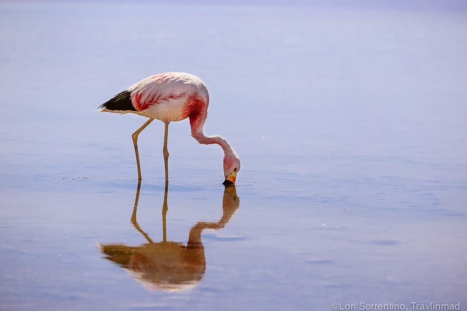 Andean flamingo, with bright yellow legs