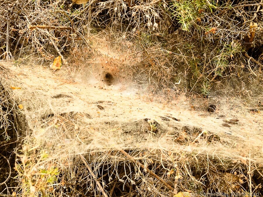 Avoid this along the trail: a Brown Recluse spider web.