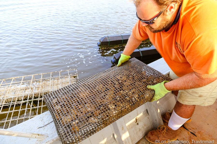 Farming fresh oysters, Bon Secour Bay, Alabama