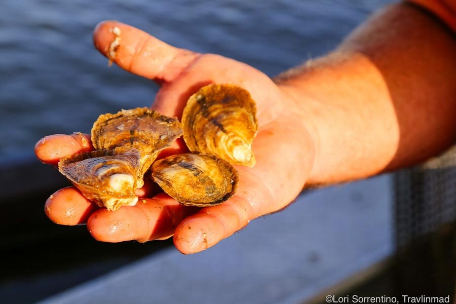 aquaculture-oysters.jpg