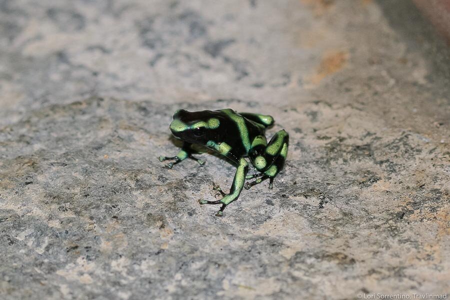 Green and black poisonous dart frog