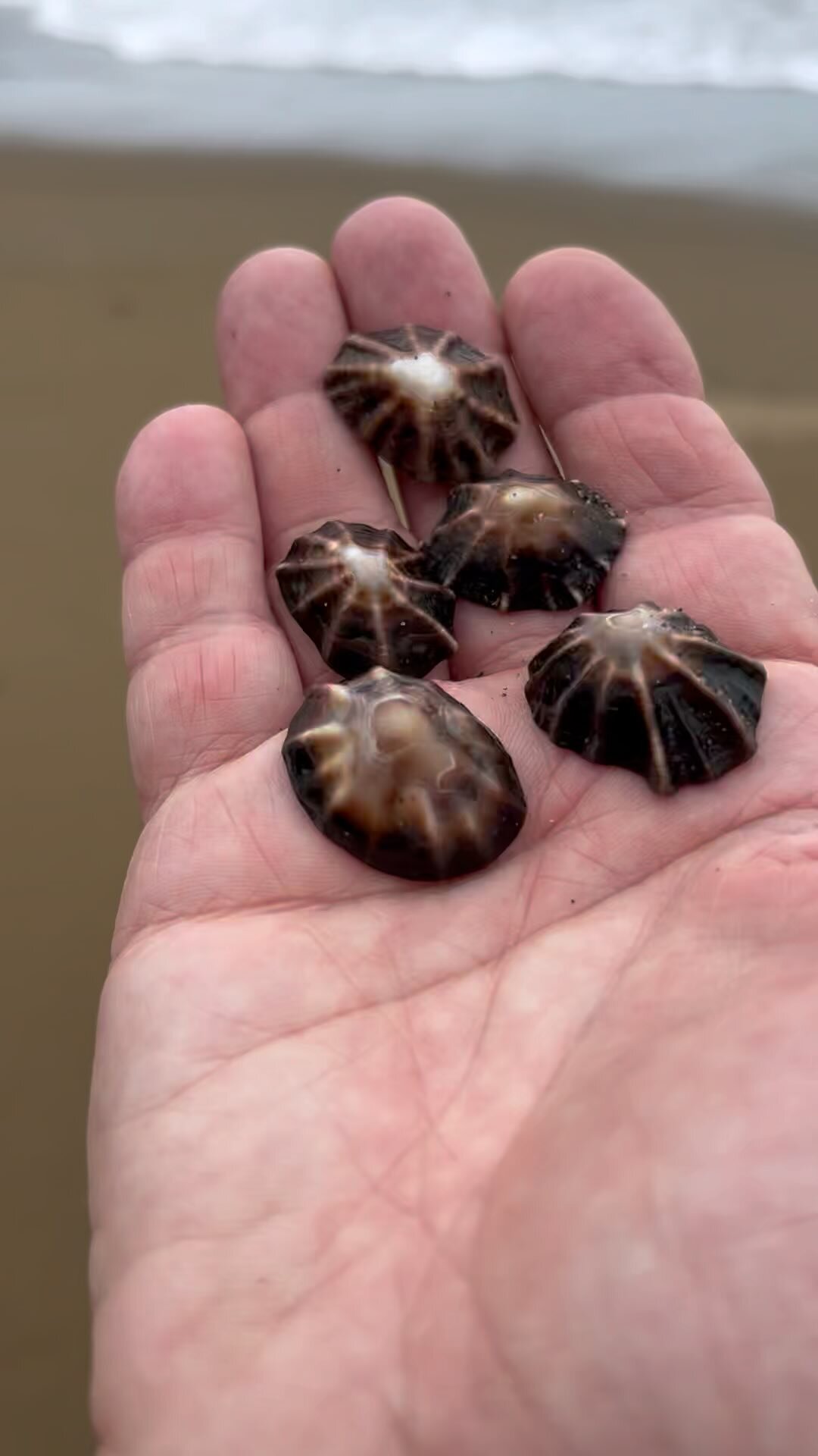 Truffle Hunting in Italy Searching Emilia Romagna for this Exquisite