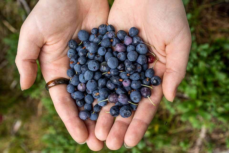 Pissah! 14 Tasty Maine Food Specialties You Have to Try — Travlinmad