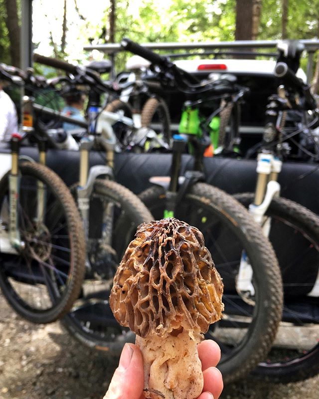 #mountainbiking #mushrooms #morels #sundayfunday #exploretocreate #adventure #mtb #mtblife #bikelife #bikes #trail #nature #outdoors #neverstopexploring #sheadventures #getoutside #idahome #7boutside #brynballenger