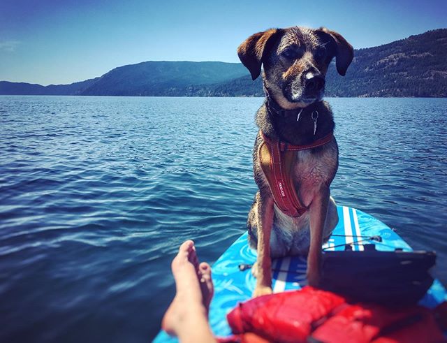 #girlsbestfriend #lakependoreille #paddleboarding #olddognewtricks #sheadventures #getoutside #float #dogdaysofsummer #hiking #dogsittinglife #exploretocreate #wanderlust #sheexplores #idahome #lakelife #7boutside #ezydogharness #brynballenger