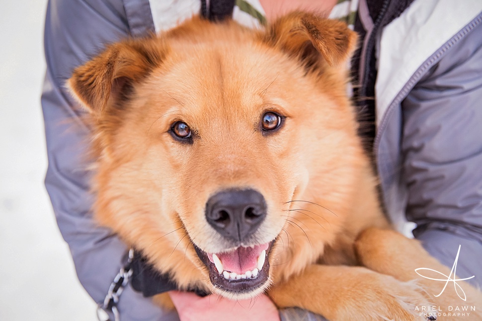 I love how red crash is! He is the best dog with the best smile.